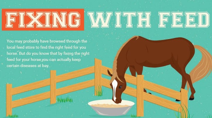 Fixing With Feed: How to Choose the Correct Feed For Your Horse